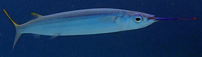 needle nose fish
